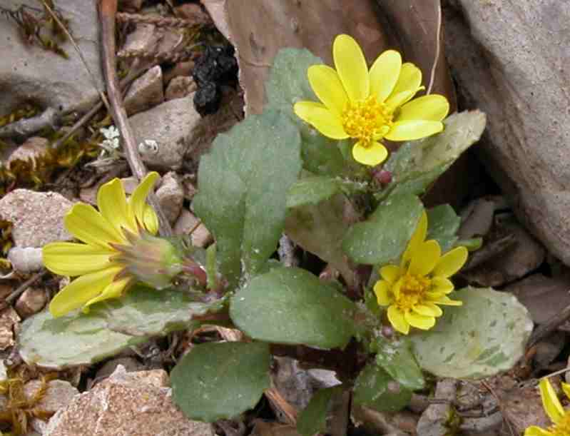 Senecio leucanthemifolius